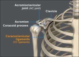 coracoclavicular-ligament-image
